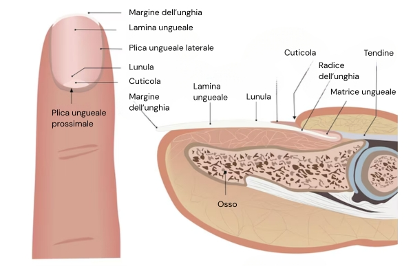 Struttura dell'unghia